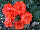 Disco Dancer rose photo