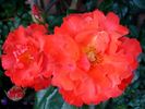 Disco Dancer rose photo