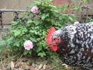 Old Blush, Cl. rose photo