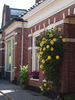 Sunsprite, Cl. rose photo