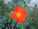 Diablo rose photo
