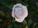Sweet Arlene rose photo