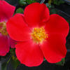 Golden Eye rose photo