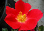 Golden Eye rose photo
