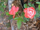 Margo Koster, Cl. rose photo