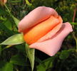 Rita Levi Montalcini rose photo