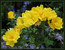 Texas rose photo