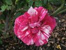 Striped Queen rose photo