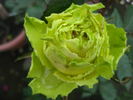 Green Planet® rose photo