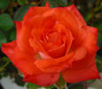 Torch of Liberty rose photo
