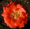 Torch of Liberty rose photo