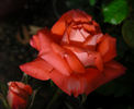 Torch of Liberty rose photo