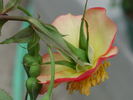 1-72-1DLFED6 rose photo