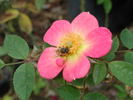 1-72-1DLFED9 rose photo