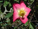 1-72-1DLFED9 rose photo