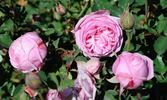 Bijou de Royat-les-Bains rose photo