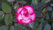 Jacquie Williams rose photo