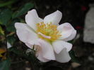 Loyal Friend rose photo