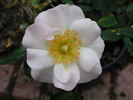 Loyal Friend rose photo