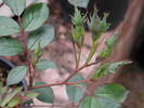 Loyal Friend rose photo