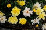 High Noon rose photo