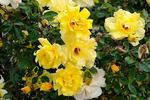 High Noon rose photo