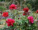Audie Murphy rose photo