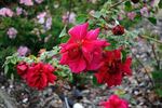 Madame Hermann Haefliger rose photo