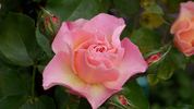 Sequoia Ballet rose photo