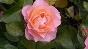 Sequoia Ballet rose photo