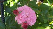 Sequoia Ballet rose photo