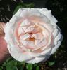 Sweet Afton (hybrid tea, Armstrong rose photo