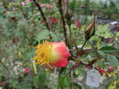 1-72-1DLFED6 rose photo