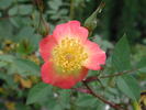1-72-1DLFED6 rose photo