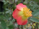 1-72-1DLFED6 rose photo