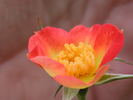1-72-1DLFED6 rose photo