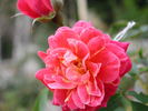 1-72-1DLFED7 rose photo