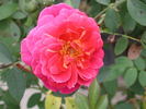 1-72-1DLFED7 rose photo