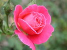 1-72-1DLFED7 rose photo