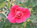 1-72-1DLFED7 rose photo