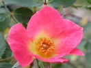 1-72-1DLFED9 rose photo
