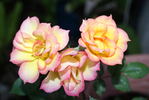 No Worries rose photo