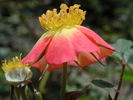 1-72-1DLFED6 rose photo