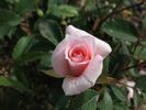 Baby Face ™ rose photo