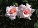 Baby Face ™ rose photo
