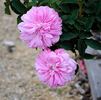 Sophie de Marsilly (moss, Moreau rose photo