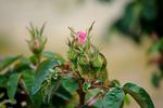 Sophie de Marsilly (moss, Moreau rose photo