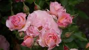 Sequoia Ballet rose photo