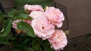 Sequoia Ballet rose photo
