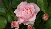 Sequoia Ballet rose photo